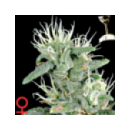 Grow Shop Green House - Big Bang (5f...