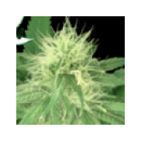 Grow Shop Green House - Bubba Kush (...