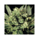 Grow Shop Green House - Chesse (5f)^