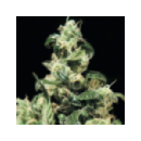Grow Shop Green House - Damm Sour (5...