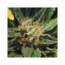 Grow Shop Green House - Diamon Girl ...