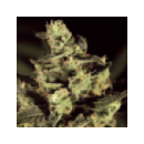 Grow Shop Green House - Exodus Chees...