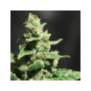 Grow Shop Green House - Green-o-Mati...