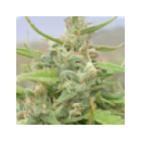 Grow Shop Green House - Hawaiian Sno...