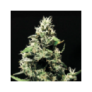 Grow Shop Green House - K-Train (5f)...