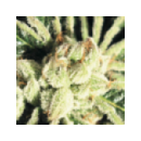 Grow Shop Green House - Kaia Kush (5...