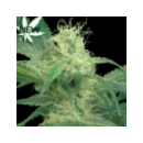 Grow Shop Green House - Kings Kush (...