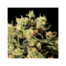Grow Shop Green House - Ladyburn 197...