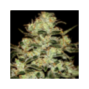 Grow Shop Green House - Moby dick (5...