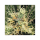 Grow Shop Green House - Pure Kush (5...