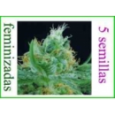 Grow Shop Green House - The Church (...