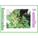Grow Shop Kannabia - Aphrodita (5f)