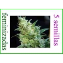 Grow Shop Kannabia - Bcn Diesel (5f)