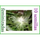 Grow Shop Kannabia - La Blanca (10f)