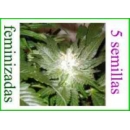Grow Shop Kannabia - La Blanca (5f)