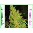 Grow Shop Medical Seeds - 1024 (3f)