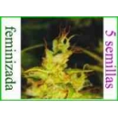 Grow Shop Medical Seeds - 2046 (5f)