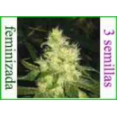 Grow Shop Medical Seeds - Blue Hell ...