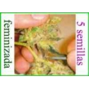 Grow Shop Medical Seeds - Chanel + (...