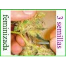 Grow Shop Medical Seeds - Channel + ...