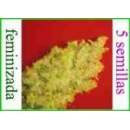 Grow Shop Medical Seeds - Jack La Mo...