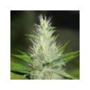 Grow Shop Medical Seeds - Malakoff (...