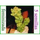 Grow Shop Medical Seeds - Sour Diese...