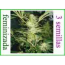 Grow Shop Medical Seeds - White Wido...