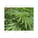 Grow Shop Mr Nice - Walkabout (15r)^