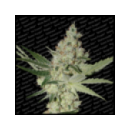 Paradise - Acid (3f)