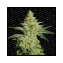 Paradise - Allkush (3f)