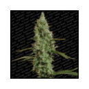 Paradise - Atomical Haze (3f)^