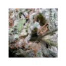 Paradise - Champions pack indica...