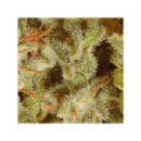 Paradise - Champions pack sativa...