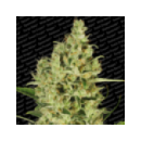 Paradise - Delahaze (3f)