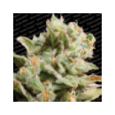 Paradise - Dutch Dragon (3f)