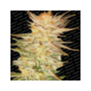 Paradise - Ice Cream (3f)