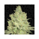 Paradise - Jacky White (3f)