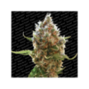 Paradise - Lucid Bolt (3f)