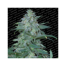 Paradise - Magic Bud (3f)