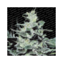 Paradise - Nebula (3f)^