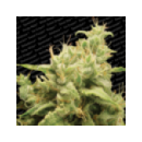 Paradise - Opium (3f)