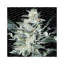 Paradise - Sensi Star (3f)