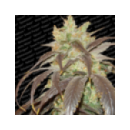 Paradise - Spoetnik #1 (3f)