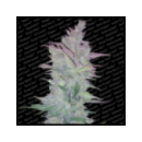 Paradise - Vertigo (3f)^