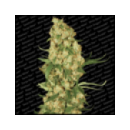 Paradise - Wappa (3f)