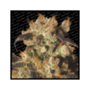 Paradise - White Berry (3f)^