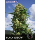 Positronics - Black Widow (1f)