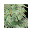 Grow Shop Pyramid Seeds - Osiris (1f...