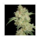 Grow Shop Pyramid Seeds - Shark  (1f...